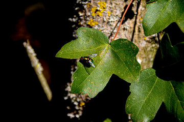 Fly on a ivy leaf in the sunshine