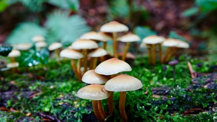 Pilze im herbstlichen Wald, Nahaufnahme