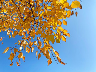 Autumn, yellow leaves against blue sky