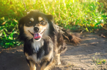 Beautiful happy black dog on a background of green grass on a bright sunny day. Pet smile. Animal. Selective focus