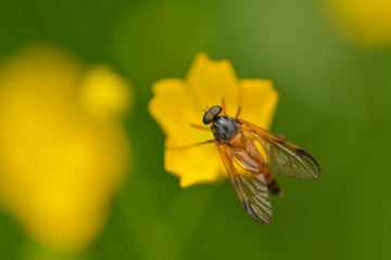 Rhagio vitripennis / Schwarzfüßige Schnepfenfliege
