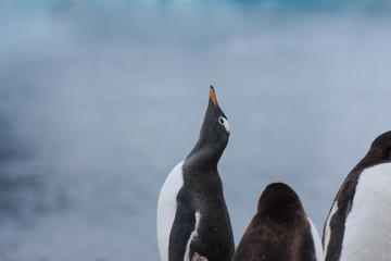 manchot papou antarctique © Stéphane