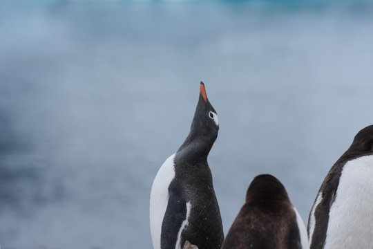manchot papou antarctique