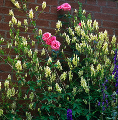 Aconitum Lamarckii vulparia and roses by a garden wall