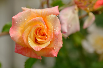 Gartenrosen Photos Royalty Free Images Graphics Vectors Videos Adobe Stock