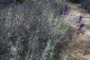 Echter Lavendel - Lavendula angustifolia