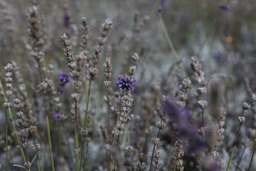 Echter Lavendel - Lavendula angustifolia