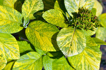 Beautiful green-yellow leaves with flower buds, natural organic plant background