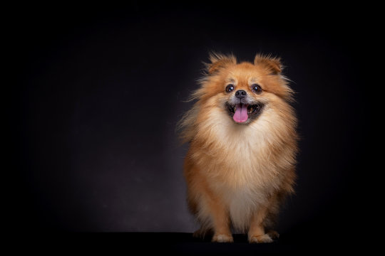 Pomeranian spitz dog on black background in studio. Pomeranian cute dog looks at camera standing on table.