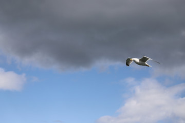 Gaviota en pleno vuelo sobre un cielo gris