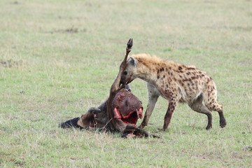 Naklejka na ściany i meble Spotted hyena (crocuta crocuta) eating a young wildebeest carcass in the african savannah.
