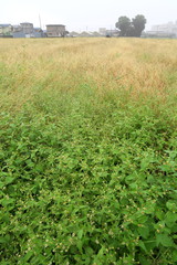 Obraz premium 朝靄の秋の野原風景