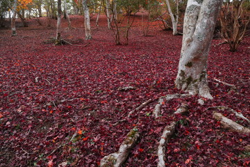 紅葉の風景