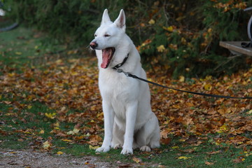 weißer hund