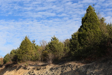 Obraz premium forest