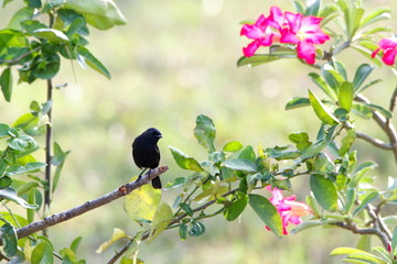 Fototapeta premium bird on a branch