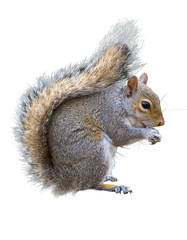 Grey squirrel, Sciurus carolinensis on a white background