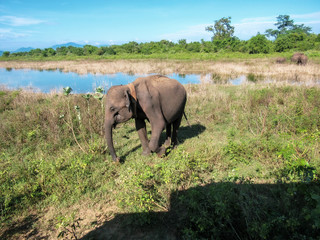 Fototapeta na wymiar Elephants at the jungle of Pinnawala Elephant Orphanage National park in Sri Lanka.