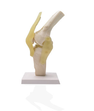 Artificial human knee joint model