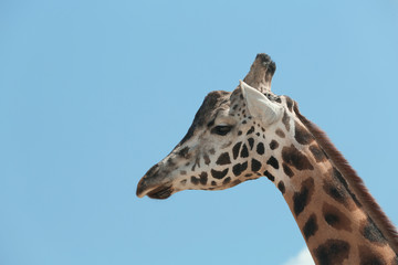 Closeup view of Rothschild giraffe against blue sky
