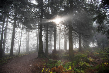 Nebelwald im Schwarzwald auf der Hornisgrinde im Herbst