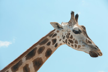 Closeup view of Rothschild giraffe against blue sky