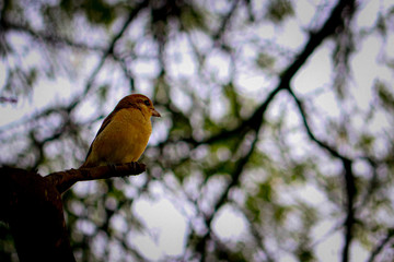 bird on a branch