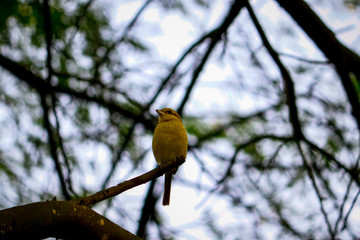 bird on a branch