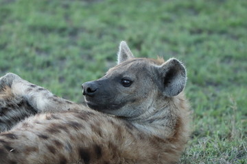 Spotted hyena (crocuta crocuta) head closeup.