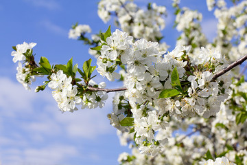 A lushly flowering cherry branch in spring.