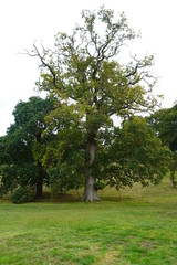 Fototapeta premium Tree