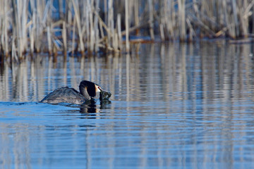 Haubentaucher bei der Balz