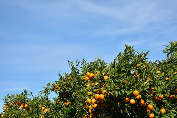 ミカンの木　青空