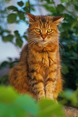 Determined Ginger cat on a garden wall