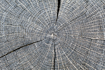 Tree trunk cut to reveal annual rings
