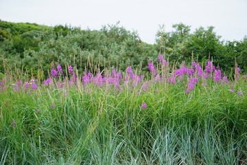 Chamaenerion angustifolium, Fireweed, Blooming Fireweed, Alasksa