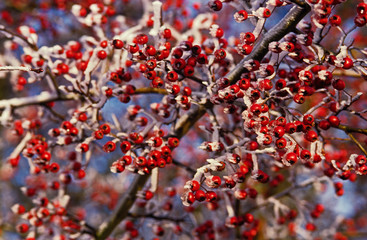 Colourful frost covered Hawthorn, Crataegus monogyna berries closeup in winter