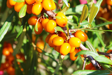 Fresh ripe sea buckthorn on a branch. Close-up. Background. Scenery.