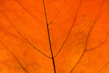 background with detailed yellow autumn leaf