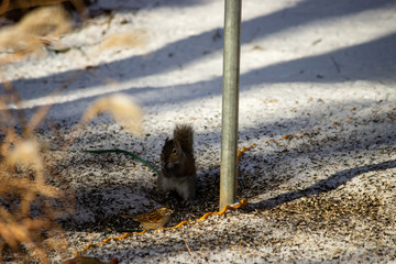 Squirrel eating in the snow