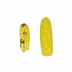 Corn Earworm and Fall armyworm, damage by biotic stress.