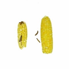 Corn Earworm and Fall armyworm, damage by biotic stress.