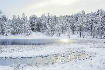 Frozen swamp