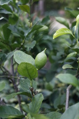 Zitrone, citrone limon - rutaceae