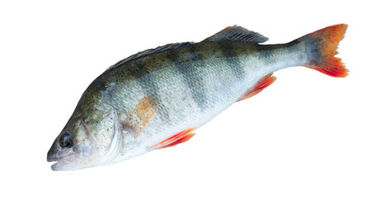 Perch fish trophy isolated on white background. Perca fluviatilis
