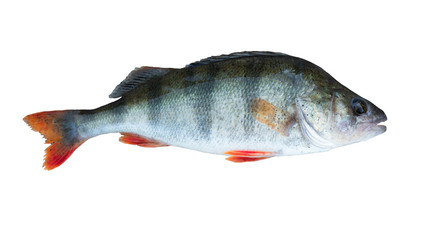 Perch fish trophy isolated on white background. Perca fluviatilis