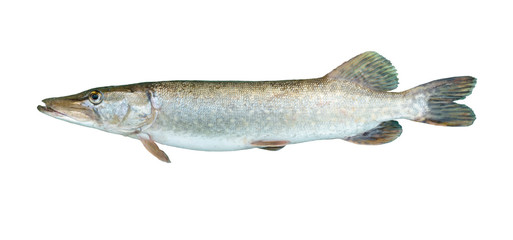 fresh caught pike trolling on a white background