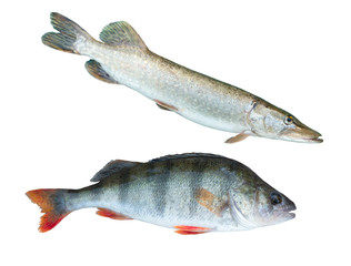 pike with perch and pikeperch on a white background