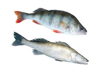 pike with perch and pikeperch on a white background