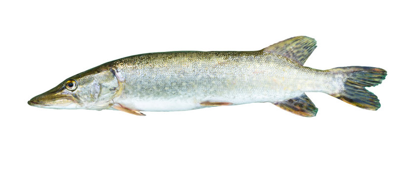 fresh caught pike trolling on a white background
